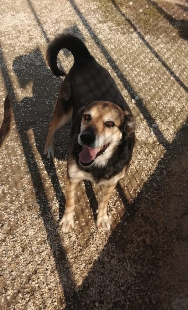 GIORGIO