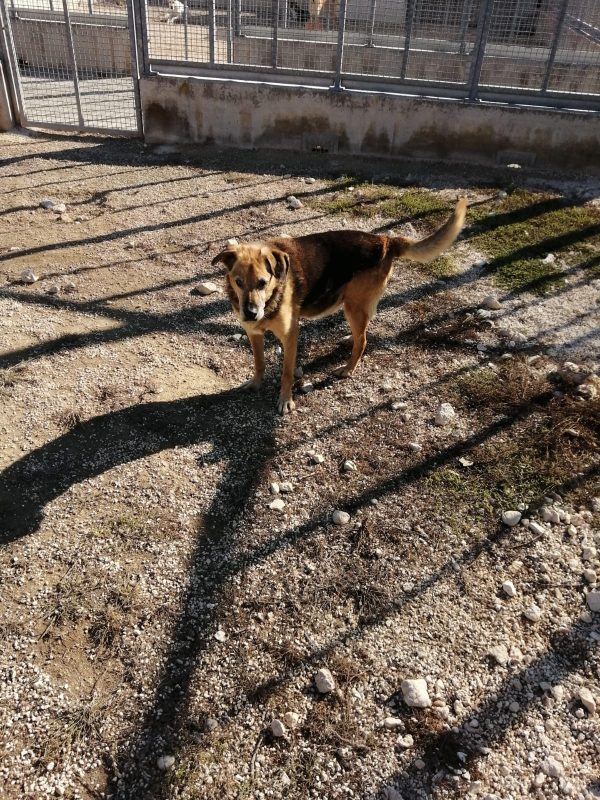 FILIPPO