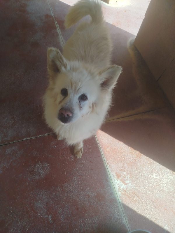 STEVE