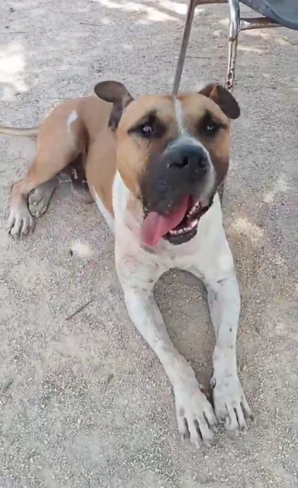 CICCIO