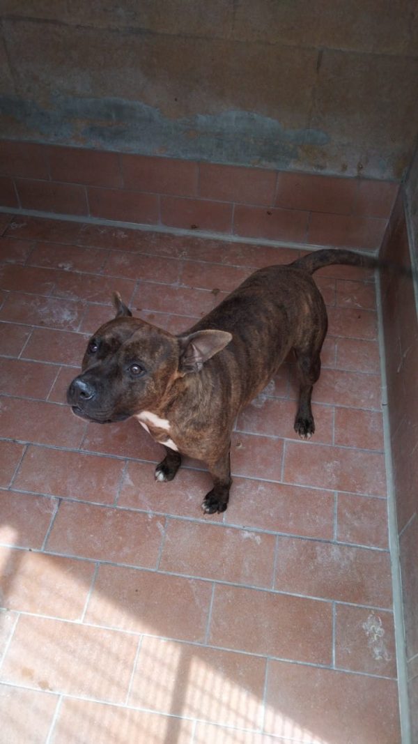 ZORRO