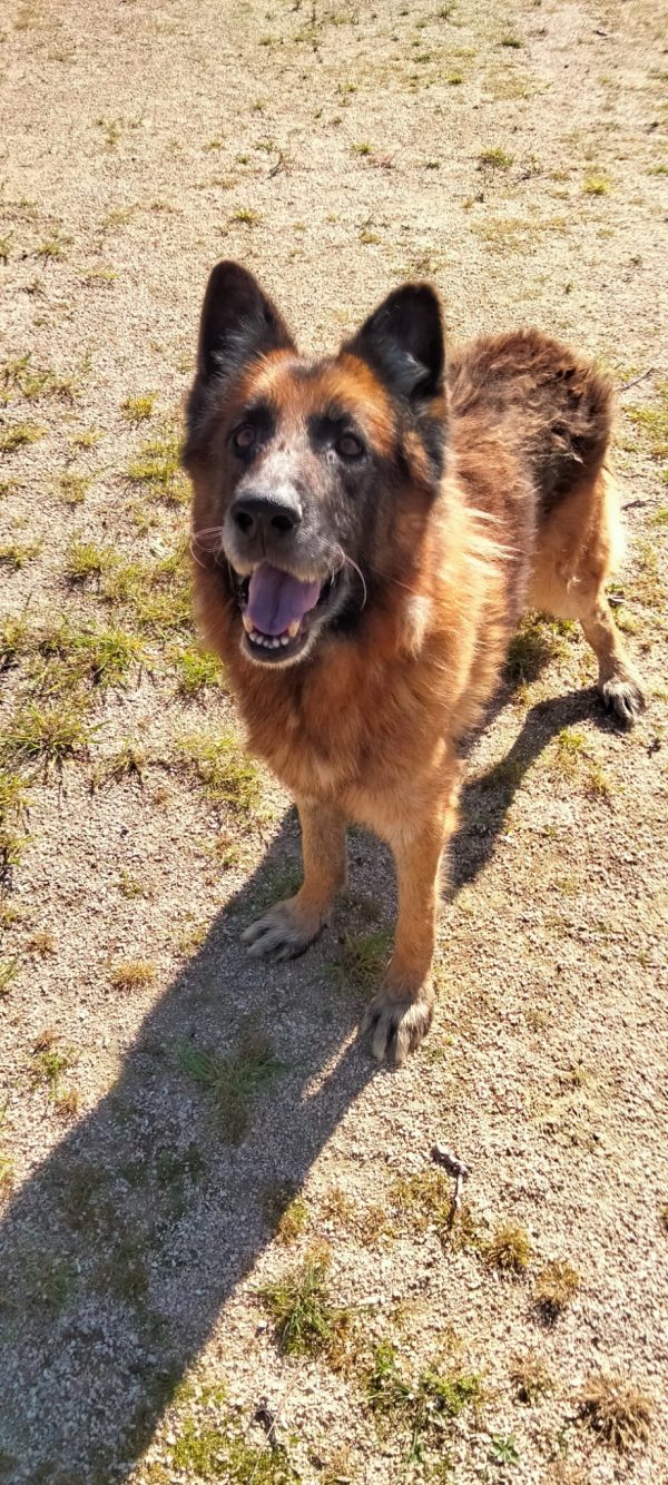 ULISSE