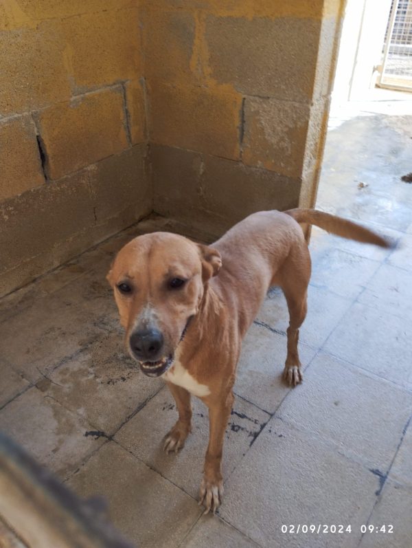 GOLIA