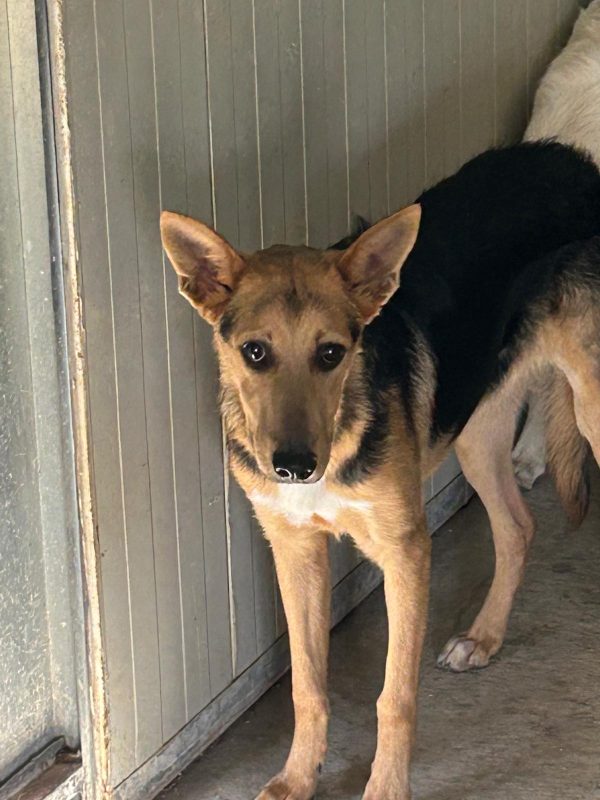 ZAK