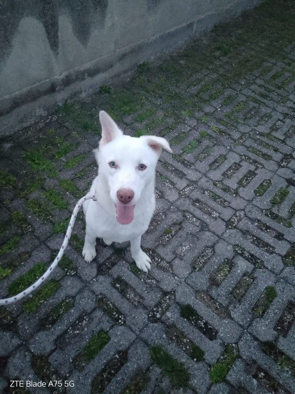 RUDY