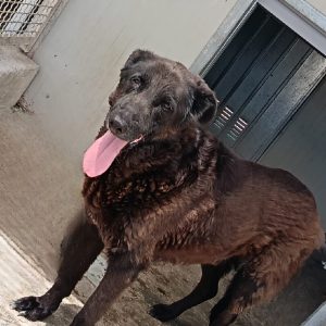 AXEL