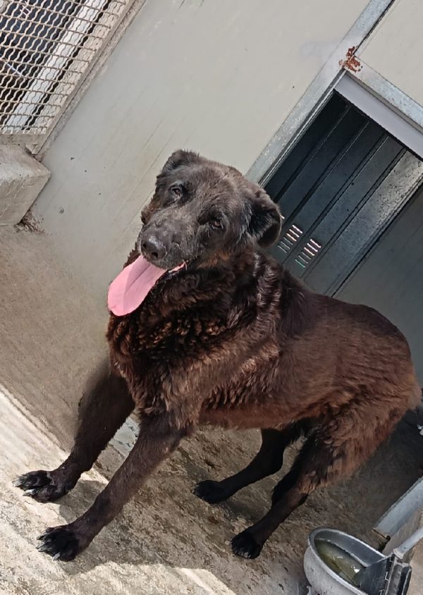 AXEL