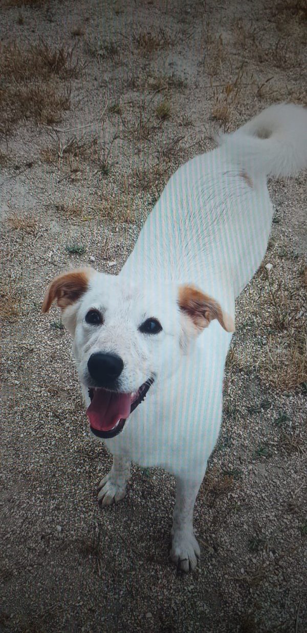 LOLA